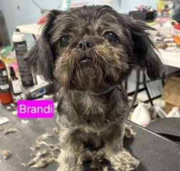 Photo of Brandi