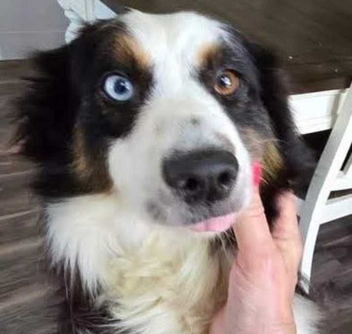 Photo of Lassie