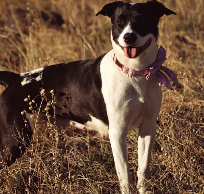 Photo of Vida- Sweet Girl, Loves People!
