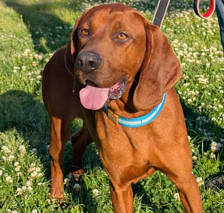Photo of Copper