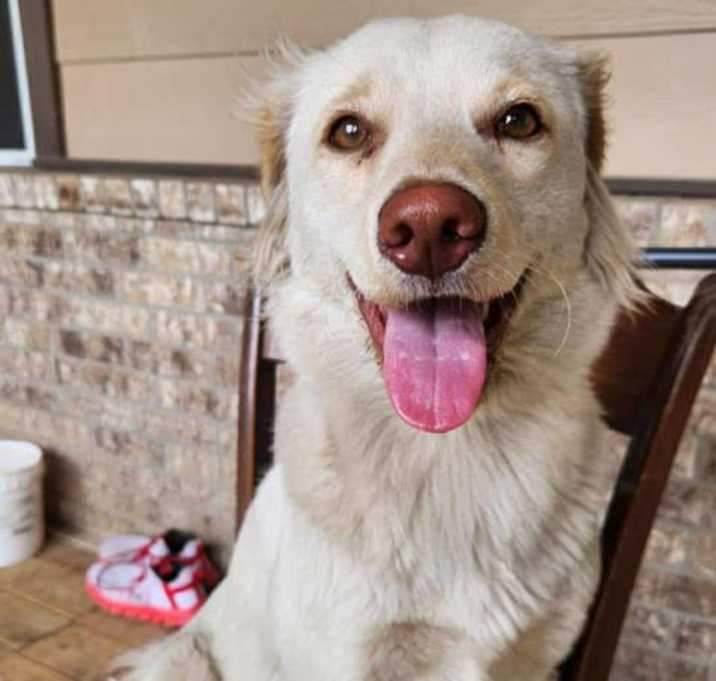 Photo of Cookie
