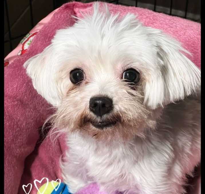 Photo of Olive
