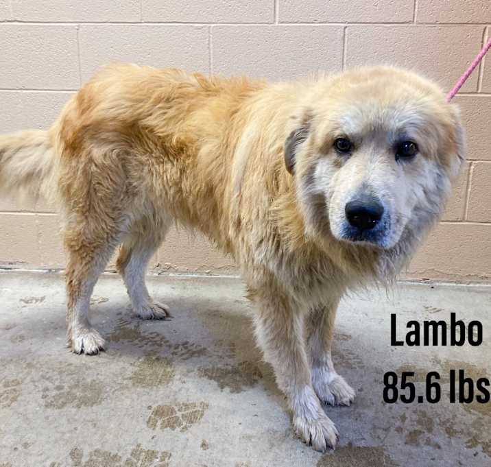Photo of Lambo