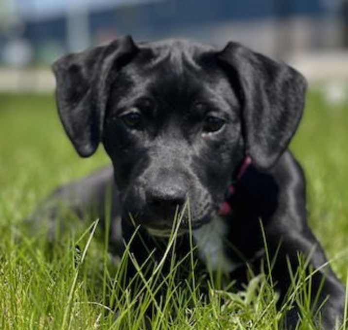 Photo of Millie