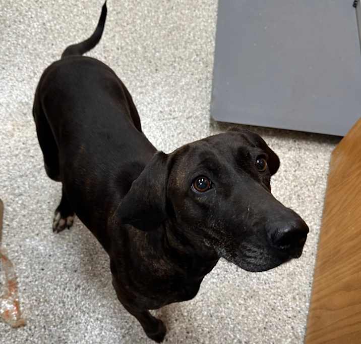 Photo of Kahlua