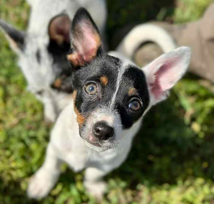 Photo of Rocky