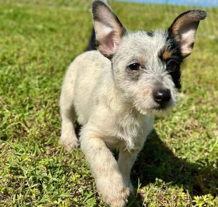 Photo of Bluey
