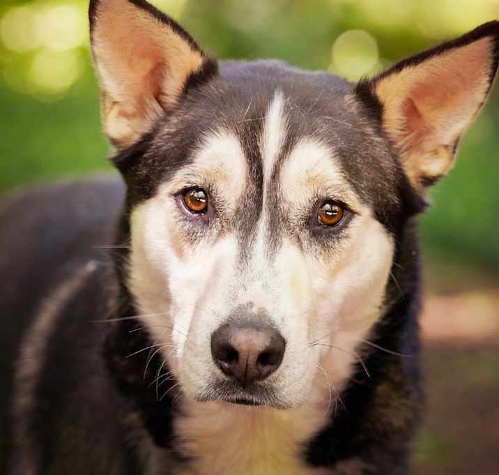 Photo of Copper