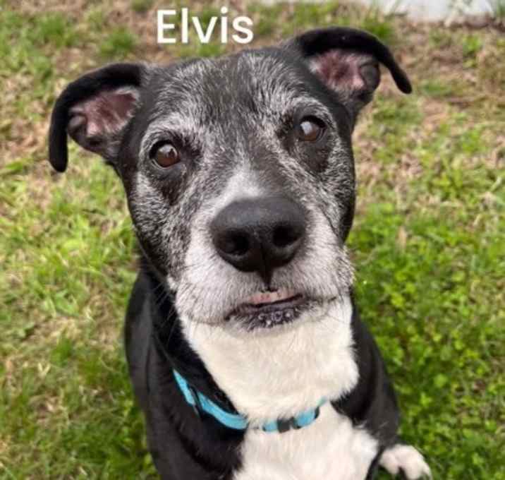Photo of Elvis