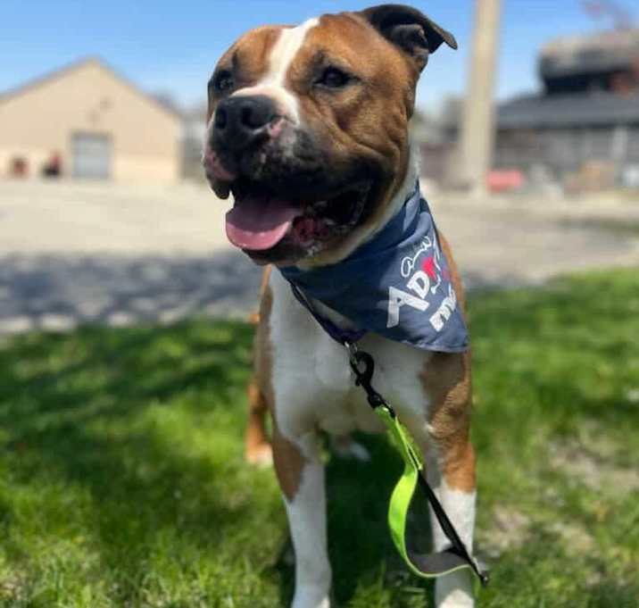 Photo of Loki
