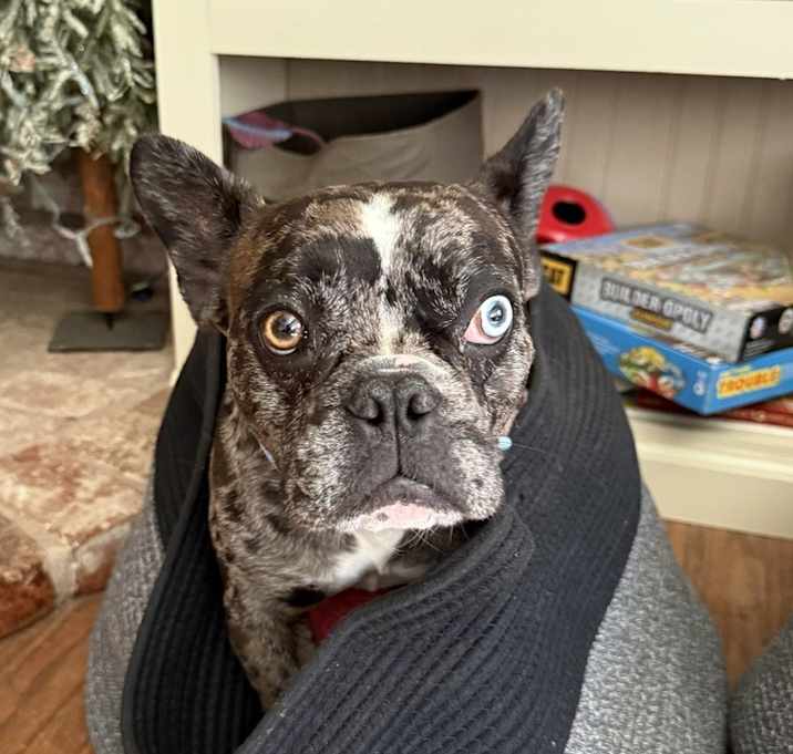 Photo of Little Man Blue