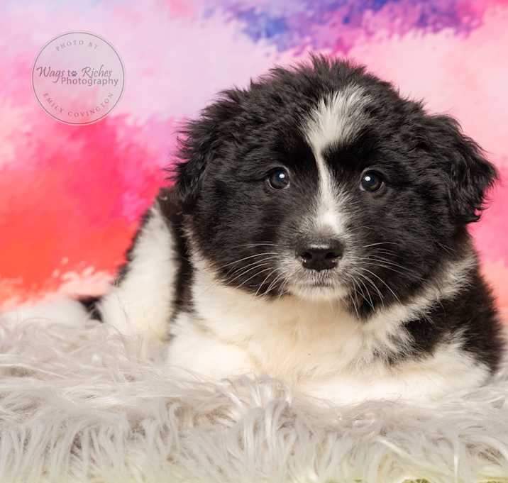Photo of Bella