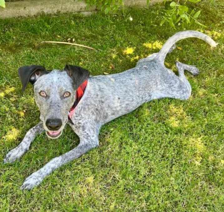 Photo of *DOLLY