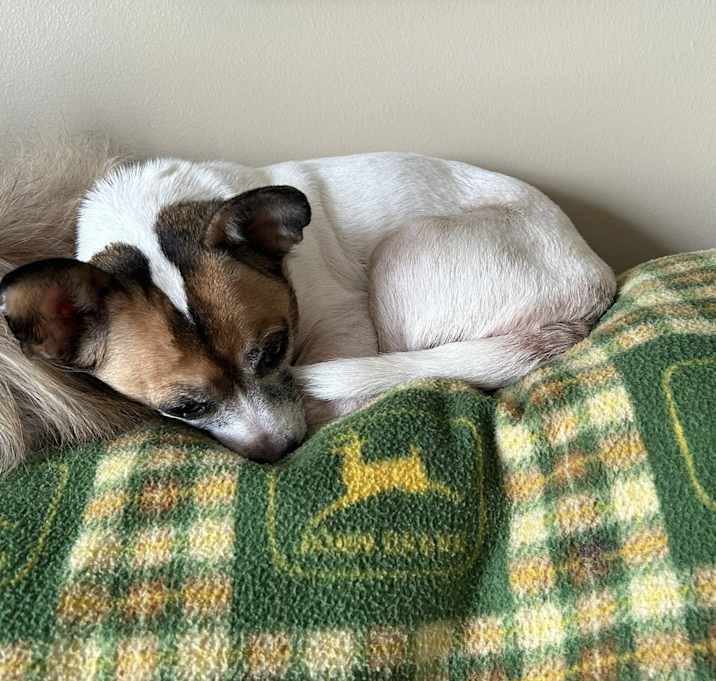 Photo of Dolly