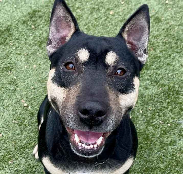Photo of Lou - ECAS
