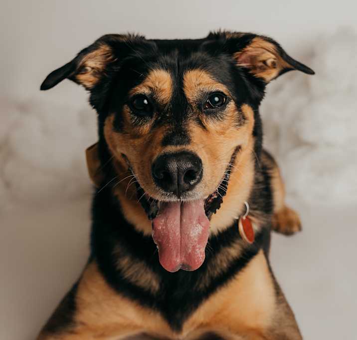 Photo of Zelda