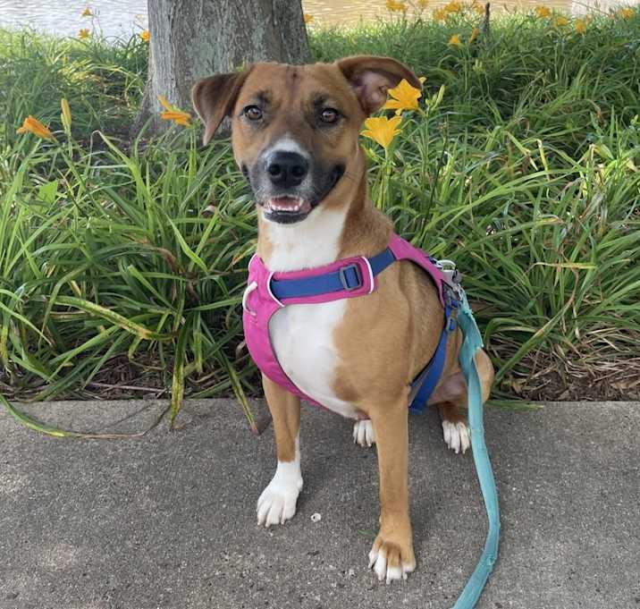 Photo of Rosie