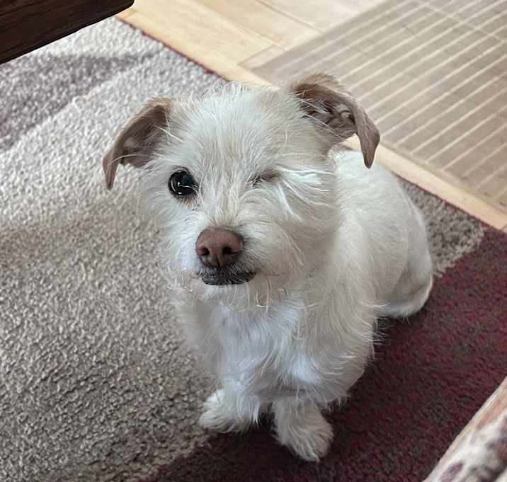 Photo of Lily