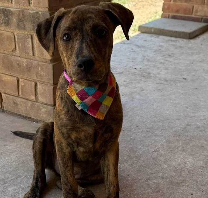 Photo of Ember