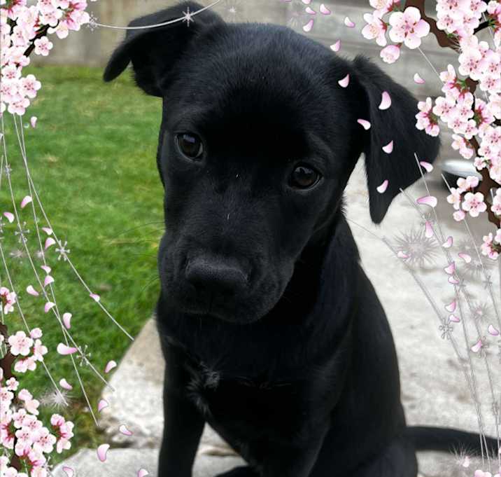 Photo of Pearl
