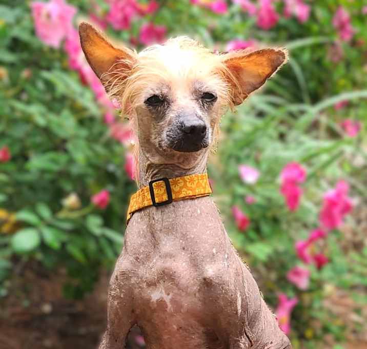 Photo of KiKi-ADOPTION PENDING