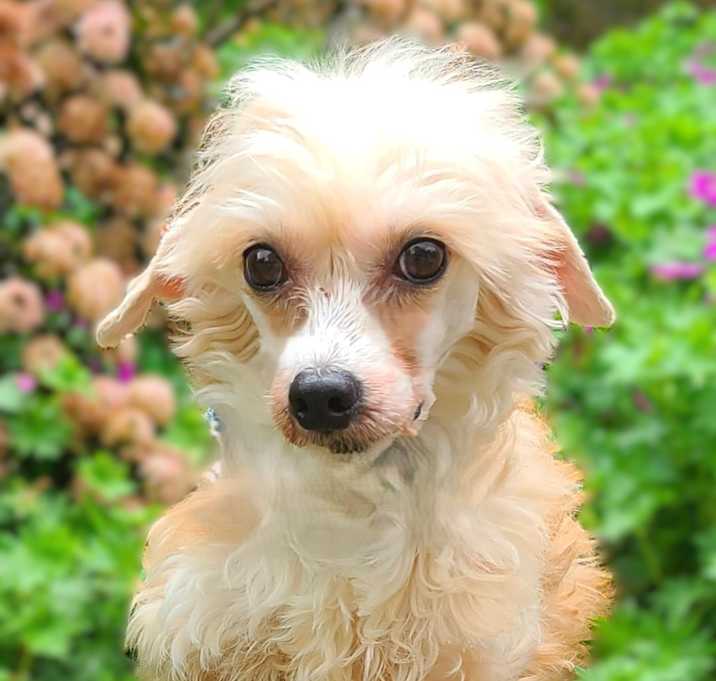 Photo of Iris