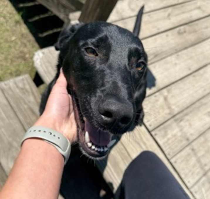 Photo of Goose