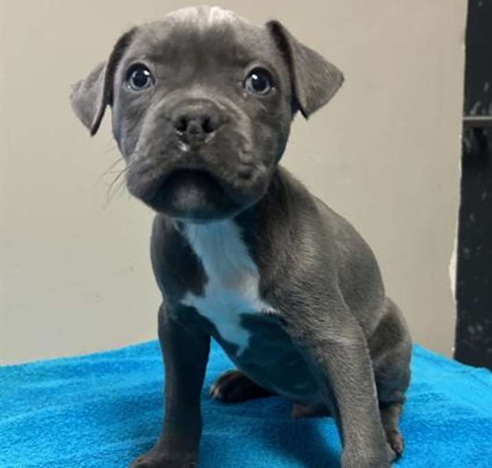 Photo of CHURRO- IN FOSTER