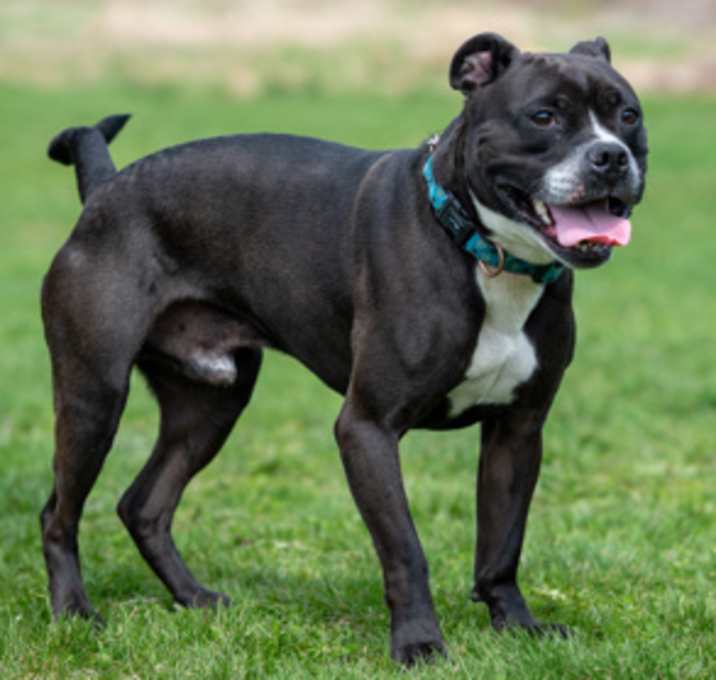 Photo of Stubby