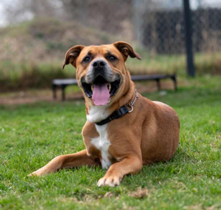 Photo of Buster