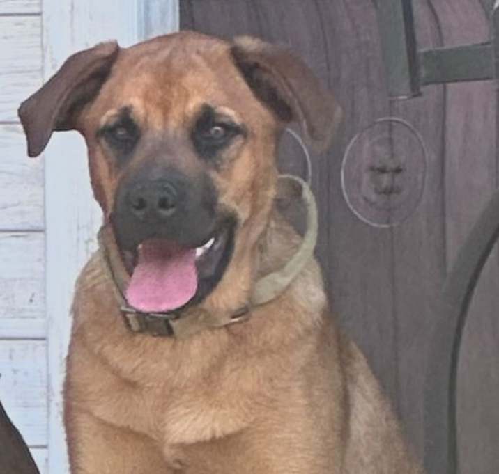 Photo of Honey - Diamond Pup