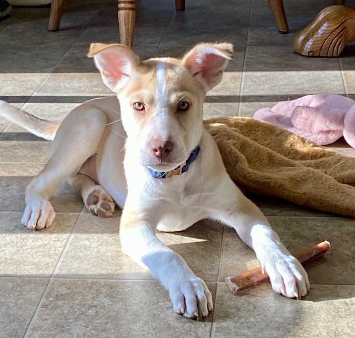 Photo of Siren