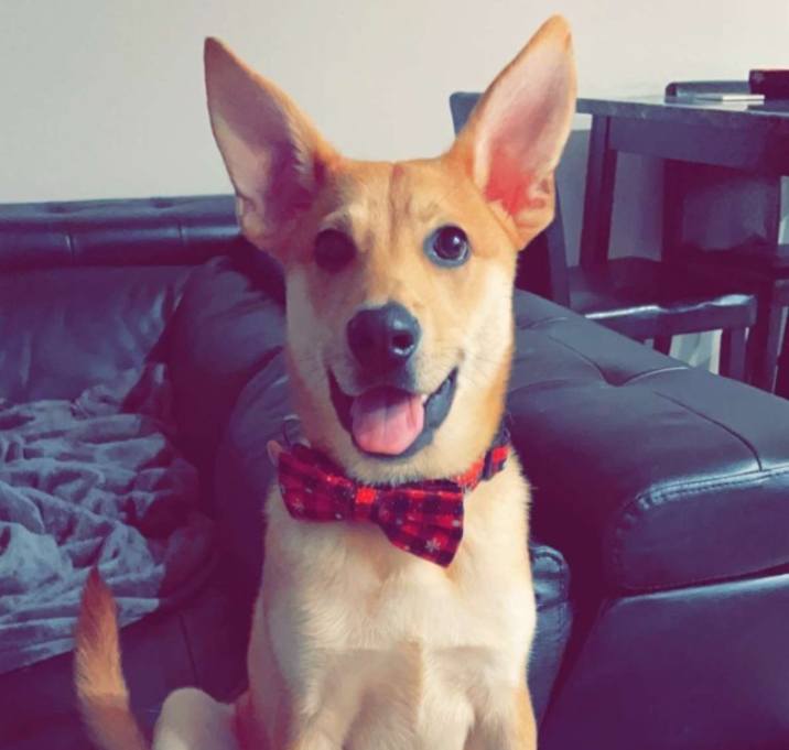 Photo of Peanut