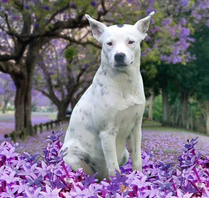 Photo of Roxy