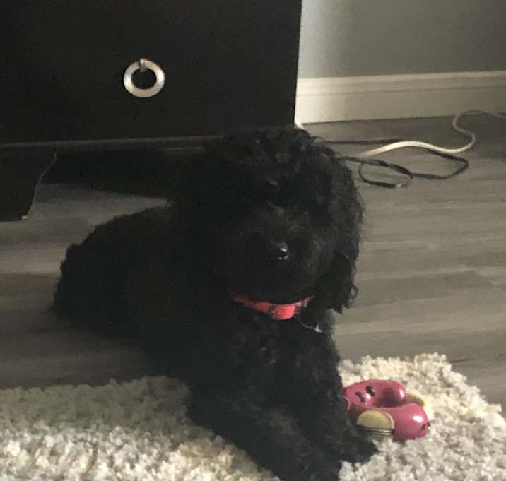 Photo of Toto