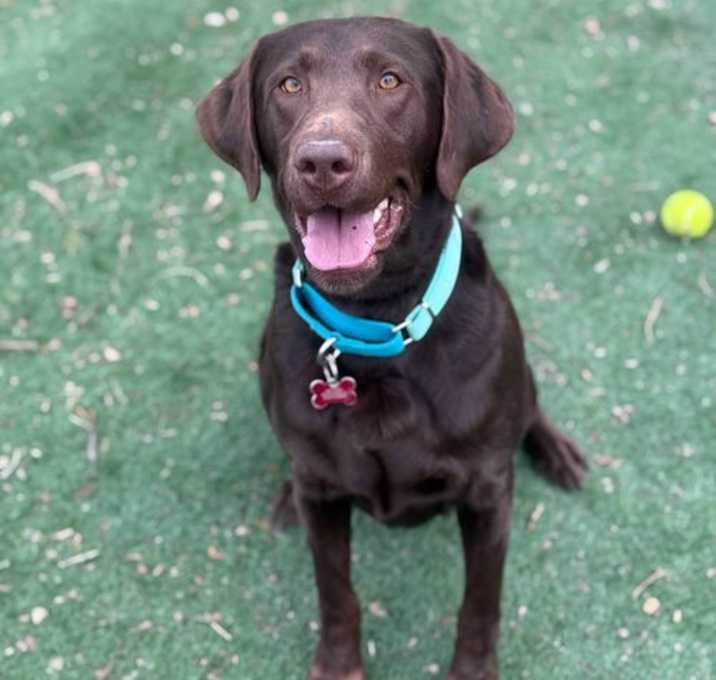 Photo of Brownie