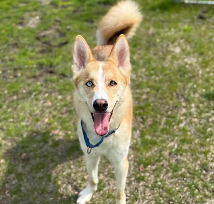 Photo of Tank aka Professor