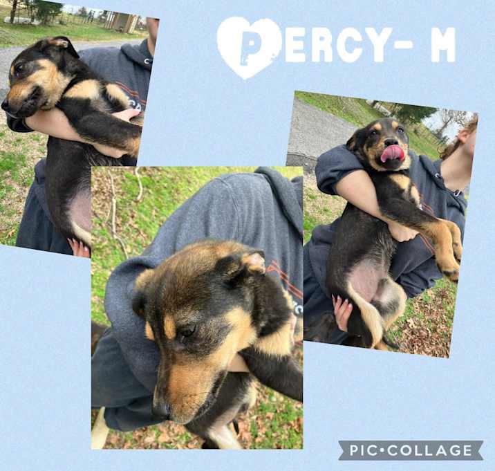Photo of Percy