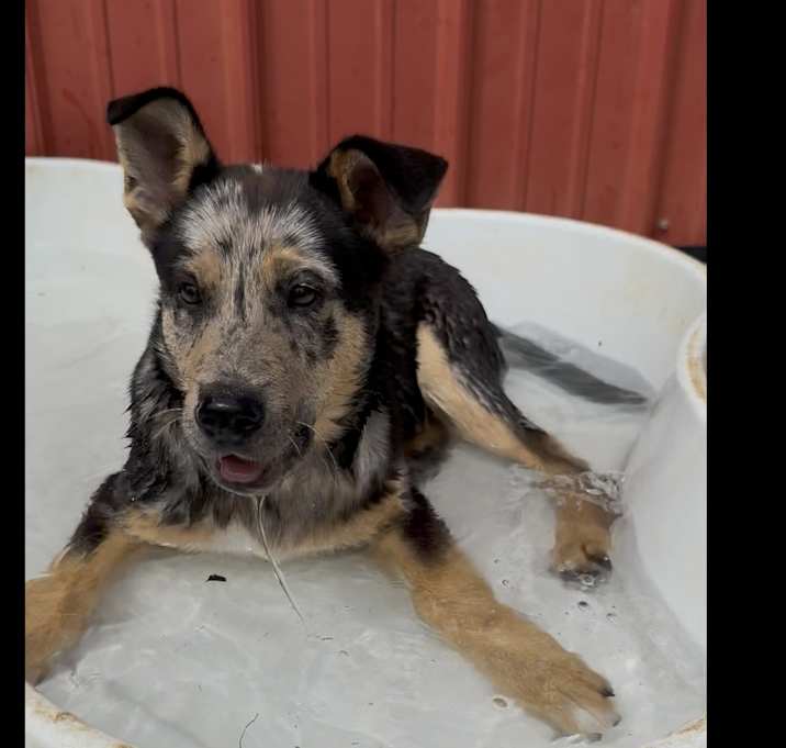 Photo of Echo