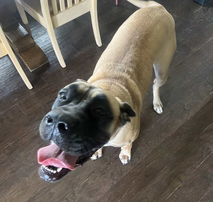 Photo of Bailey