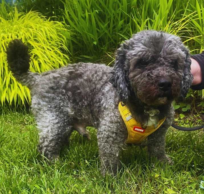 Photo of HARVEY
