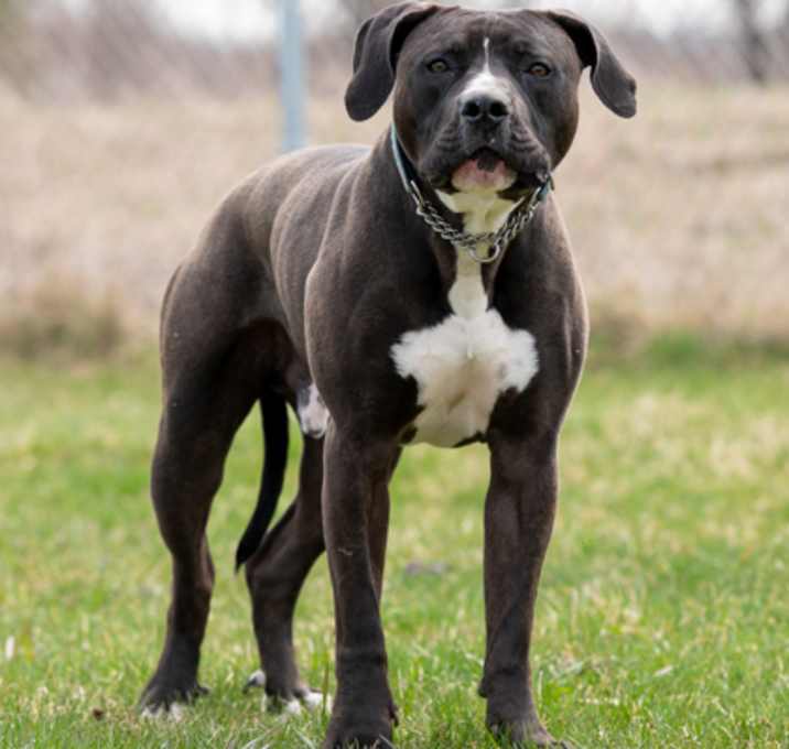 Photo of Ollie