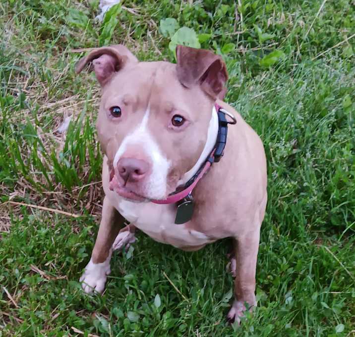 Photo of Sadie