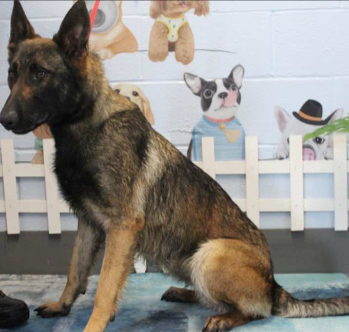 Photo of Tootsie URGENT PLEASE HELP!