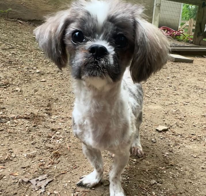 Photo of Howie