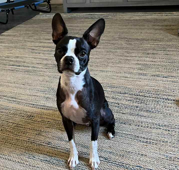 Photo of Winston