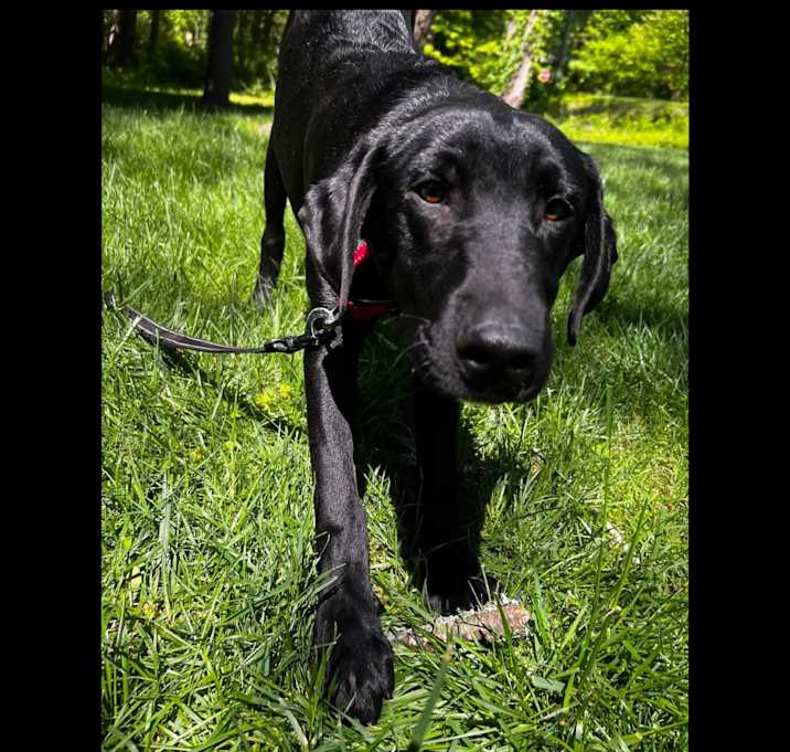 Photo of Bandit
