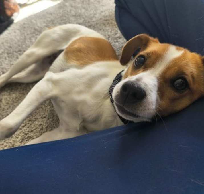 Photo of Poppy