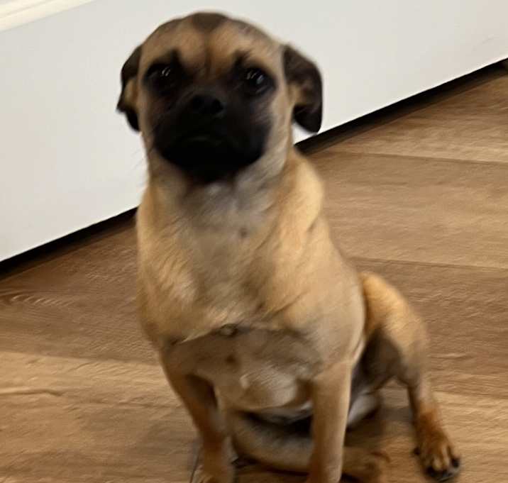 Photo of Romeo