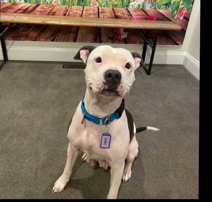 Photo of Violet